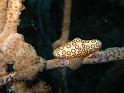 monnaie des caraïbes Cyphoma gibbosum 5 bis